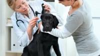 Állatorvosi ügyeleti rendszer indul júniustól Szolnokon